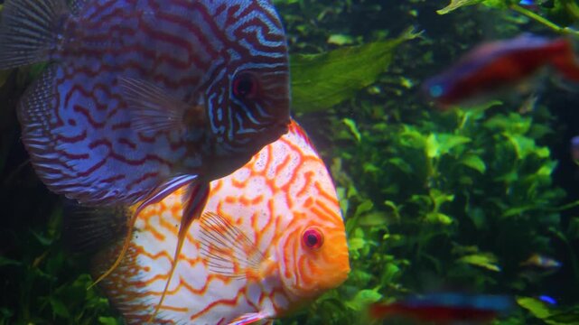 Close up view of red freshwater discus fish slowly swimming around underwater between water plants