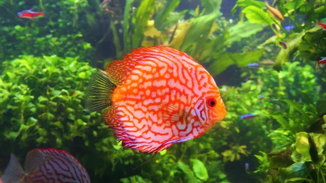 Close up view of red freshwater discus fish slowly swimming around underwater between water plants