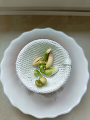 Germinated common bean seeds (Phaseolus vulgaris) with young green sprouts on gauze in a white bowl. Seed sprouting process and plant growth concept.