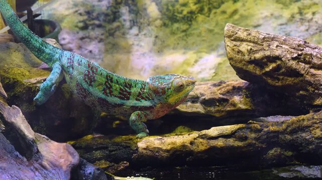 Close up chameleon resting on a tree log looking around on a cloudy spring day