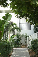 Fototapeta premium Garden walkway surrounded by tropical plants and greenery, peaceful residential outdoor space
