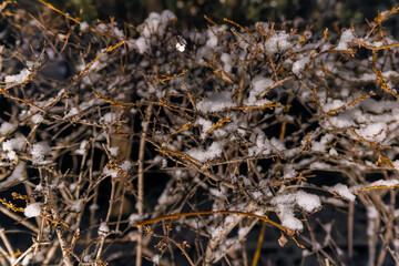 都心散歩　雪景色のお庭