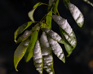 都心散歩　雪景色のお庭