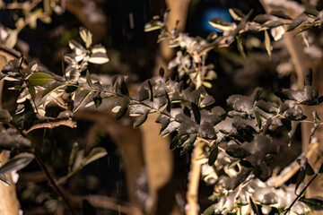 都心散歩　雪景色のお庭