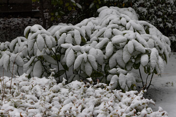 都心散歩　雪景色のお庭