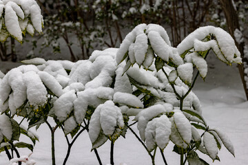 都心散歩　雪景色のお庭