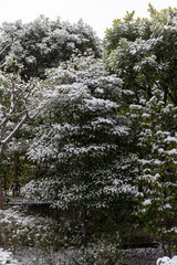 都心散歩　雪景色のお庭