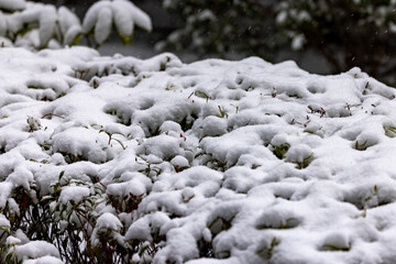 都心散歩　雪景色のお庭