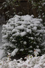 都心散歩　雪景色のお庭