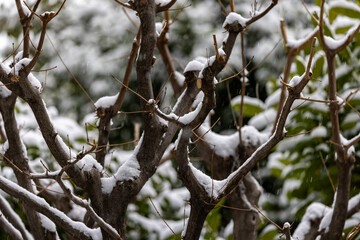 都心散歩　雪景色のお庭
