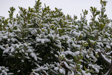 都心散歩　雪景色のお庭