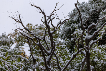 都心散歩　雪景色のお庭