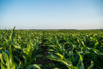 Fototapeta premium Lush green cornfield under a clear blue sky, showing young crops growing in rows, representing agriculture, food production, sustainability, and farming success in the summer