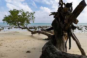 Fototapeta premium peaceful sandy beach with green tree overlooking shallow ocean