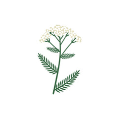 Wild Type Yarrow Achillea Millefolium Vector Flat 2D White Flowers Green Foliage © Vector Alchemy 