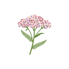 Fototapeta premium Yarrow Belle Epoque with Pink, Lilac, and Cream Flowers, Antique Look Green Leaves, Flat Botanical Vector Illustration