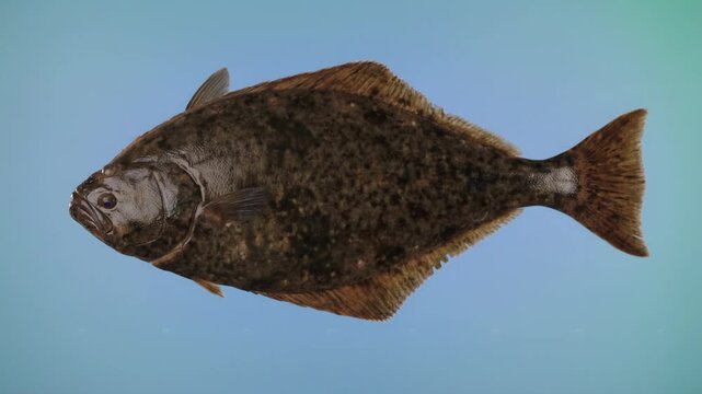 Atlantic halibut fish swimming isolated, side view of flatfish for marine wildlife and seafood markets, high quality 4k video footage.