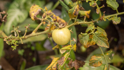 Obraz premium poppy seed pods