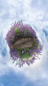 Lavender field nature blooming purple flowers under a cloudy sky featuring a unique tiny planet perspective transition