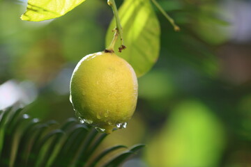 A Ripe Yellow Lemon Glistening with Fresh Raindrops Hanging from a Leafy Branch in a Sunlit Orchard