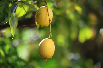 A Ripe Yellow Lemon Glistening with Fresh Raindrops Hanging from a Leafy Branch in a Sunlit Orchard