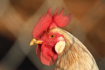 Detailed Close-Up of a Rooster with a Vibrant Red Comb and Wattle in Warm Sunlight