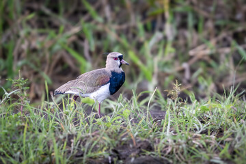 Fototapeta premium The southern lapwing, Vanellus chilensis, is a wader