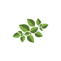 Fototapeta premium Basil Leaves Icon Arranged Diagonally Green Vector for Herbs and Cooking Design