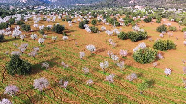 The almond blossom season on Mallorca typically begins in late January and reaches its peak in mid-February, often lasting until early March. During this transition to spring, the island is blanketed 
