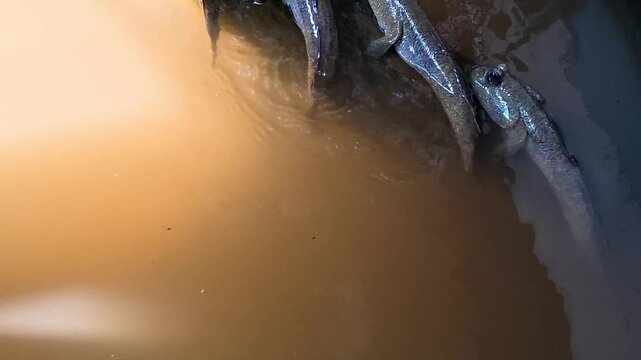 Mudskippers are holding on the root , indoor Chiangmai Thailand.