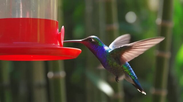 4K video of a hummingbird flying near a feeder