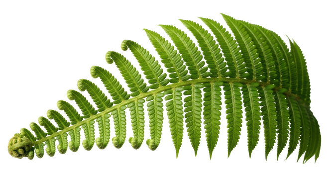 Unfurling fern frond isolated PNG on transparent background, vibrant green fiddlehead for botanical design and spring themes