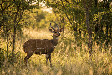 Male Bushbuck (Tragelaphus sylvaticus) standing in tall grass within a lush African woodland at sunset.