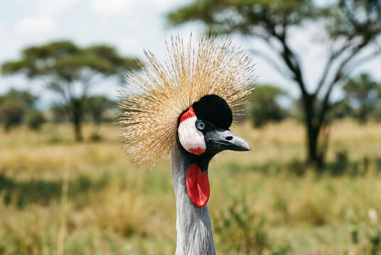 Primer plano de una grulla coronada cuelligris (Balearica regulorum) en la sabana africana.