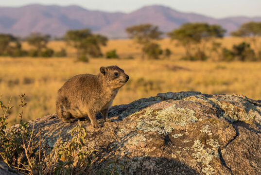 Daman de roca (Procavia capensis) posado sobre una formaci&oacute;n rocosa en la sabana africana.
