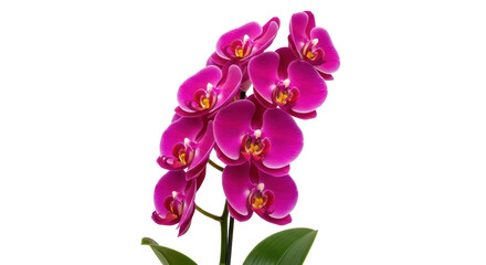 Vibrant magenta orchid flowers isolated PNG, beautiful blooming phalaenopsis on transparent background for floral design and spring-themed projects © Nicolae