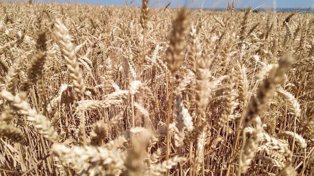 Wheat field in summertime ready for harvesting.