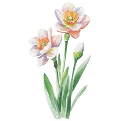 Fototapeta premium Watercolor pink flowers botanical illustration on white