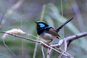 Obraz premium Male Superb Fairywren perched on branch in natural bush habitat, Australia