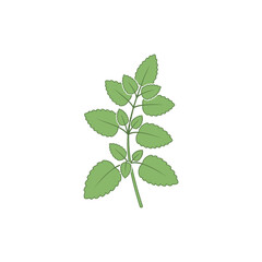 Lemon Balm Botanical Flat Design Clear Plant Structure Clean Shapes Vector