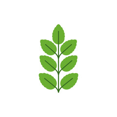 Lemon Balm Botanical Flat Design with Minimal Shading and Vibrant Green Tones Vector Illustration