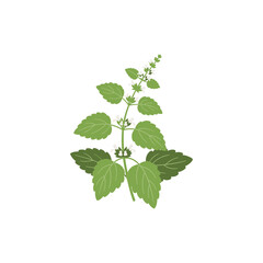 Lemon Balm Botanical Illustration Balanced Negative Space Flat 2D Herbal Vector