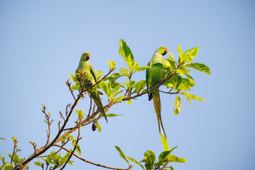 branch with yellow leaves