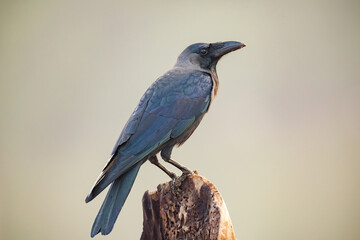 Obraz premium lilac breasted roller