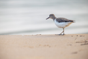 seagull on the beach