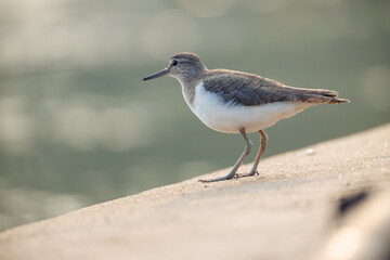 Obraz premium Carrier. A bird of the snipe family.