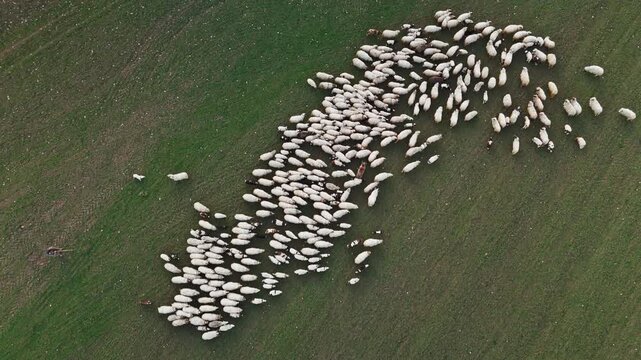 Aerial view of a huge herd of sheep, their white wool contrasting with the green field, creating a mesmerizing pattern from above, Sremska Mitrovica, Vojvodina, Serbia.