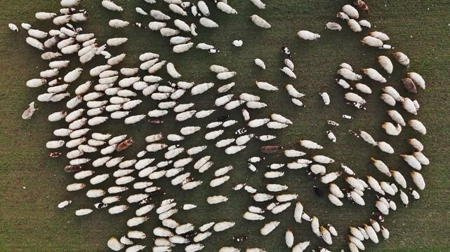 Aerial view of sheep grazing peacefully in a green field, their white wool contrasting beautifully with the green, Sremska Mitrovica, Vojvodina, Serbia.