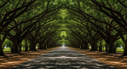 Majestic tree tunnel avenue, a natural green canopy formed by ancient trees over a serene pathway