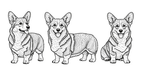 Obraz premium Illustrated trio of corgis in detailed black and white sketch style